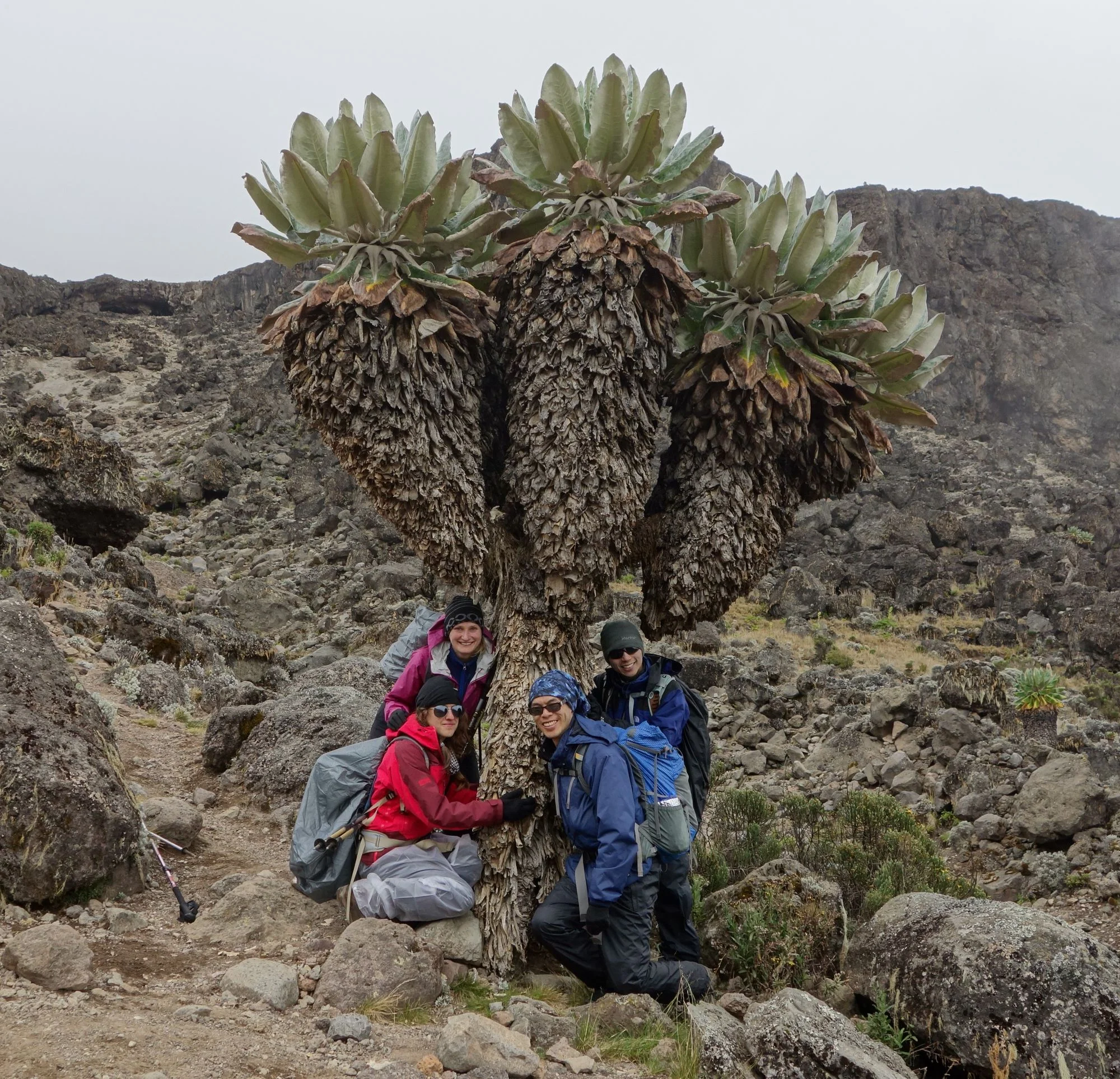 damn groundselhuggers