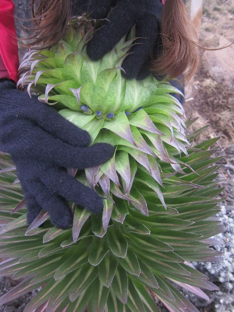 Also indigenous plant called lobelia deckenii with sweet little flowers that no one ever sees.