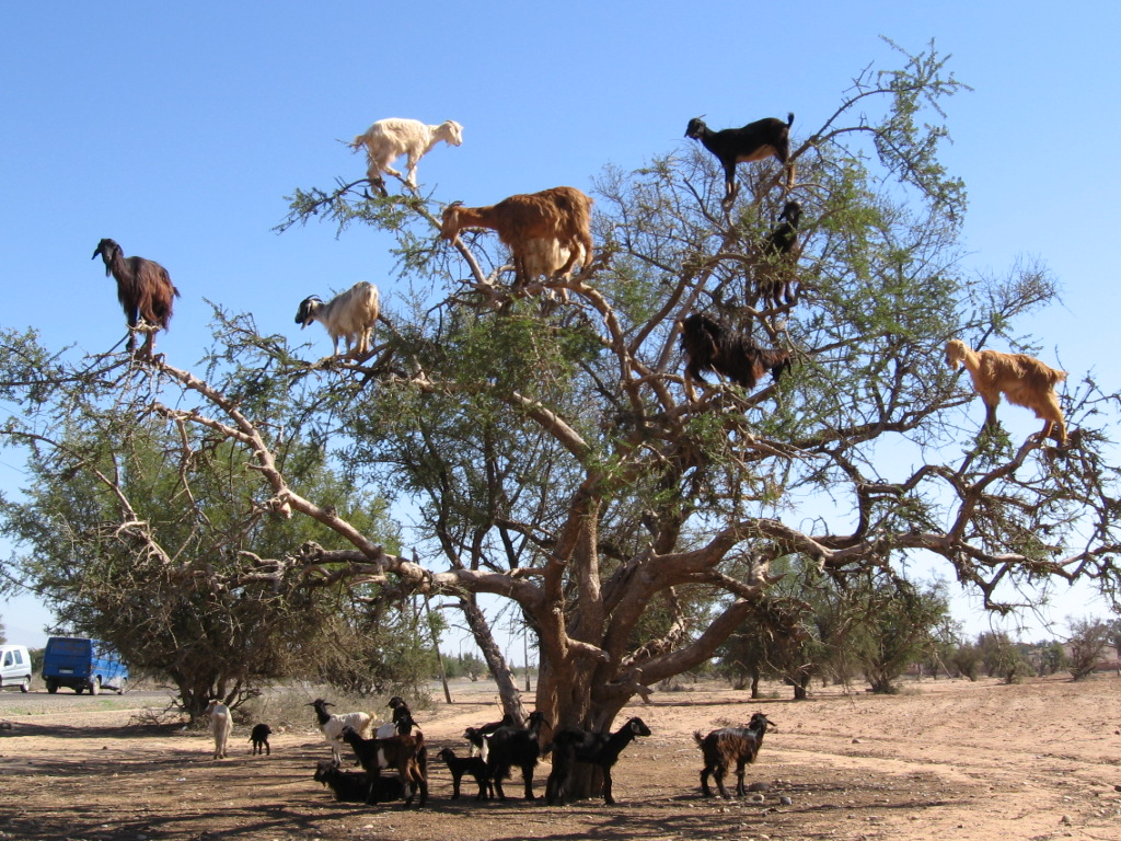 Agadir - Goats.JPG