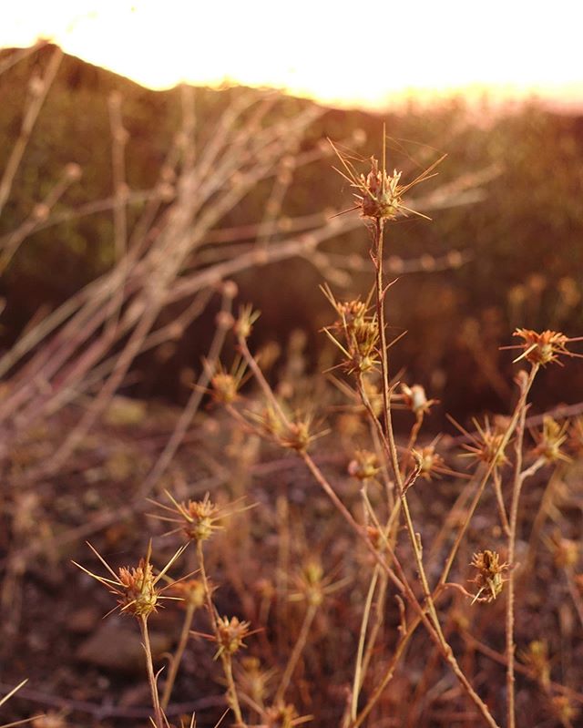 You might not ever guess, but I was a forestry major, so I kind of dig plants. Spending my first 25 years in New England has always made me fascinated with plants associated with dry places. I took these with my new old lady point and shoot while in 