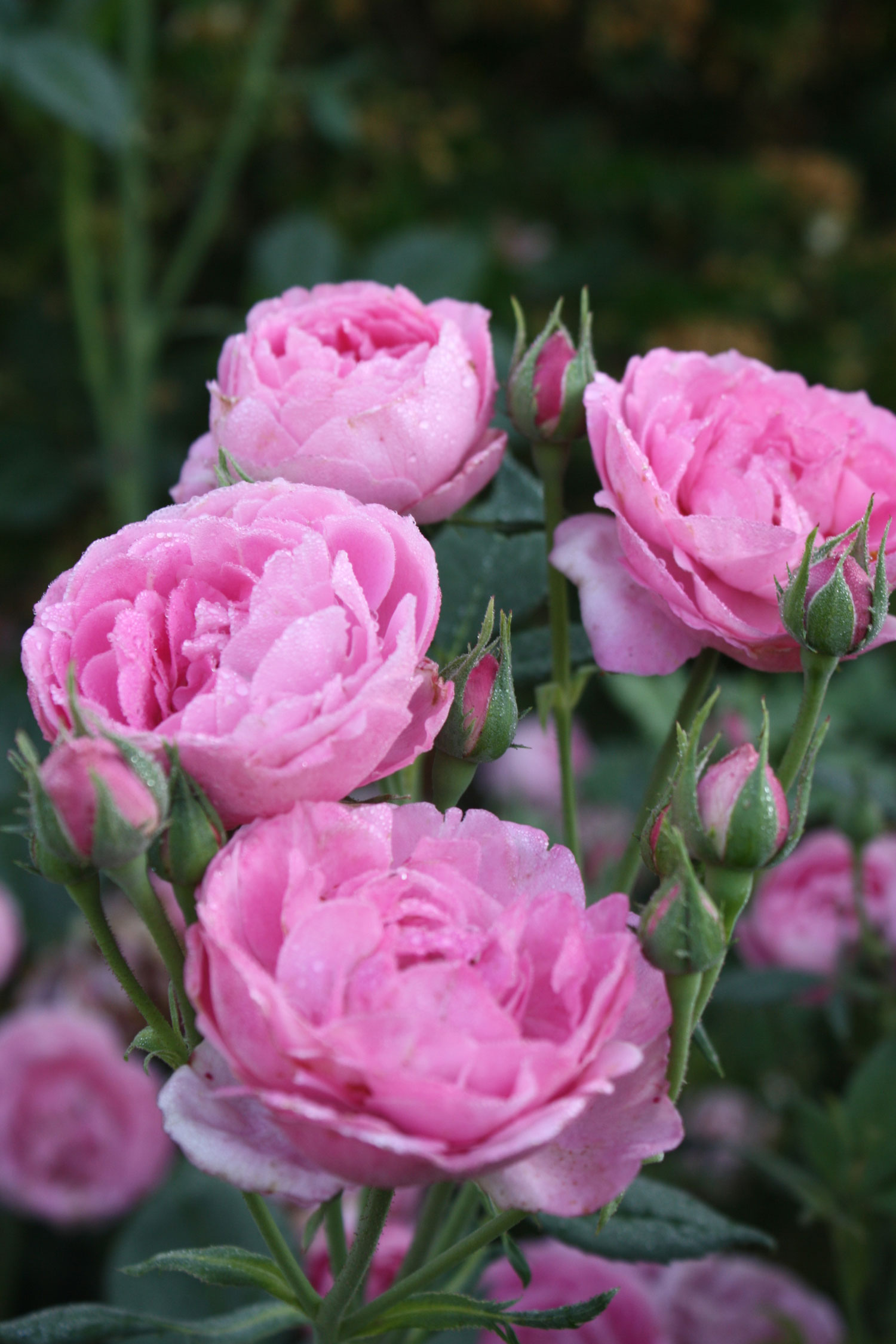 Rosa 'La Reine de Victoria'