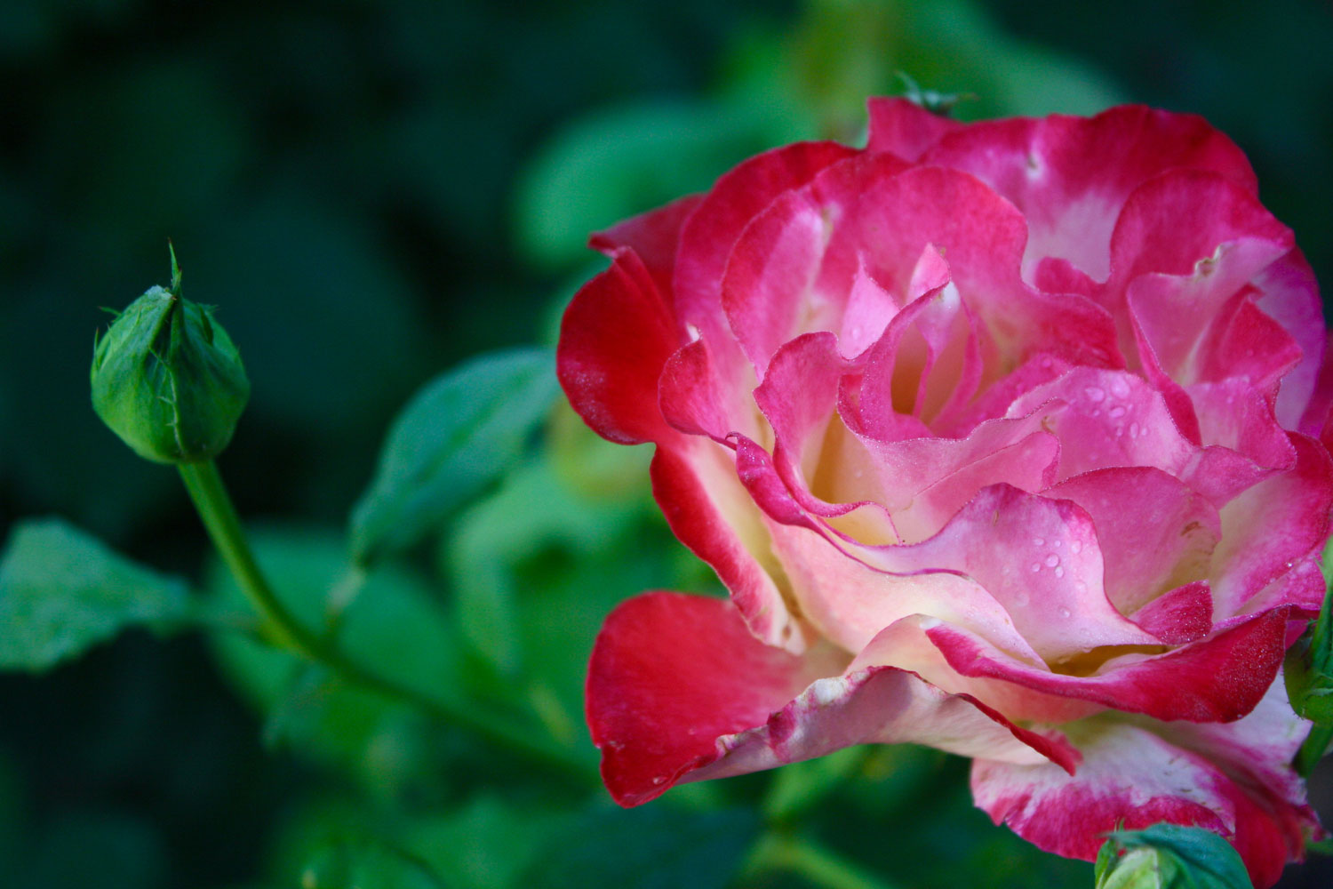 Rosa 'Double Delight'