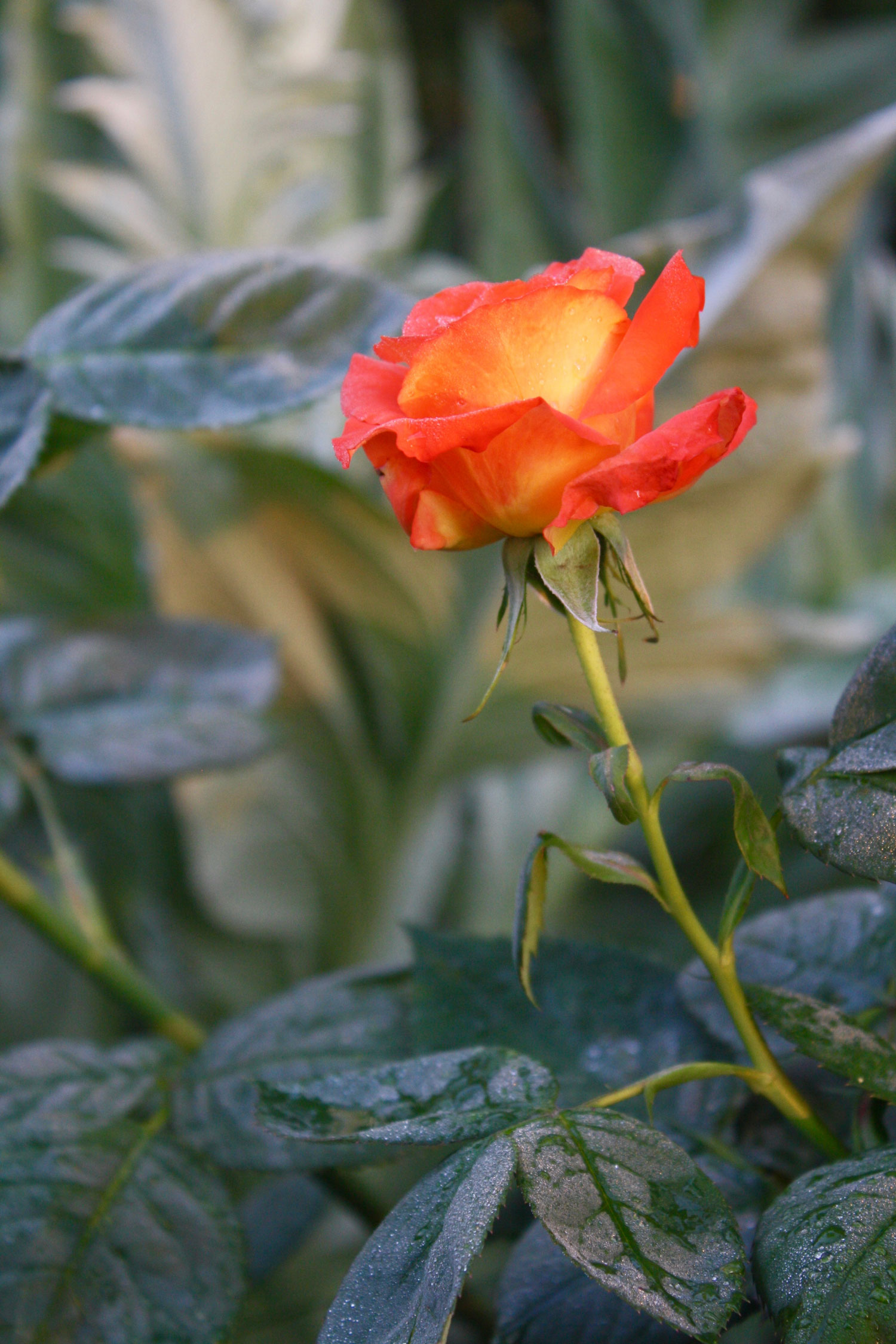 Rosa 'France Libre'