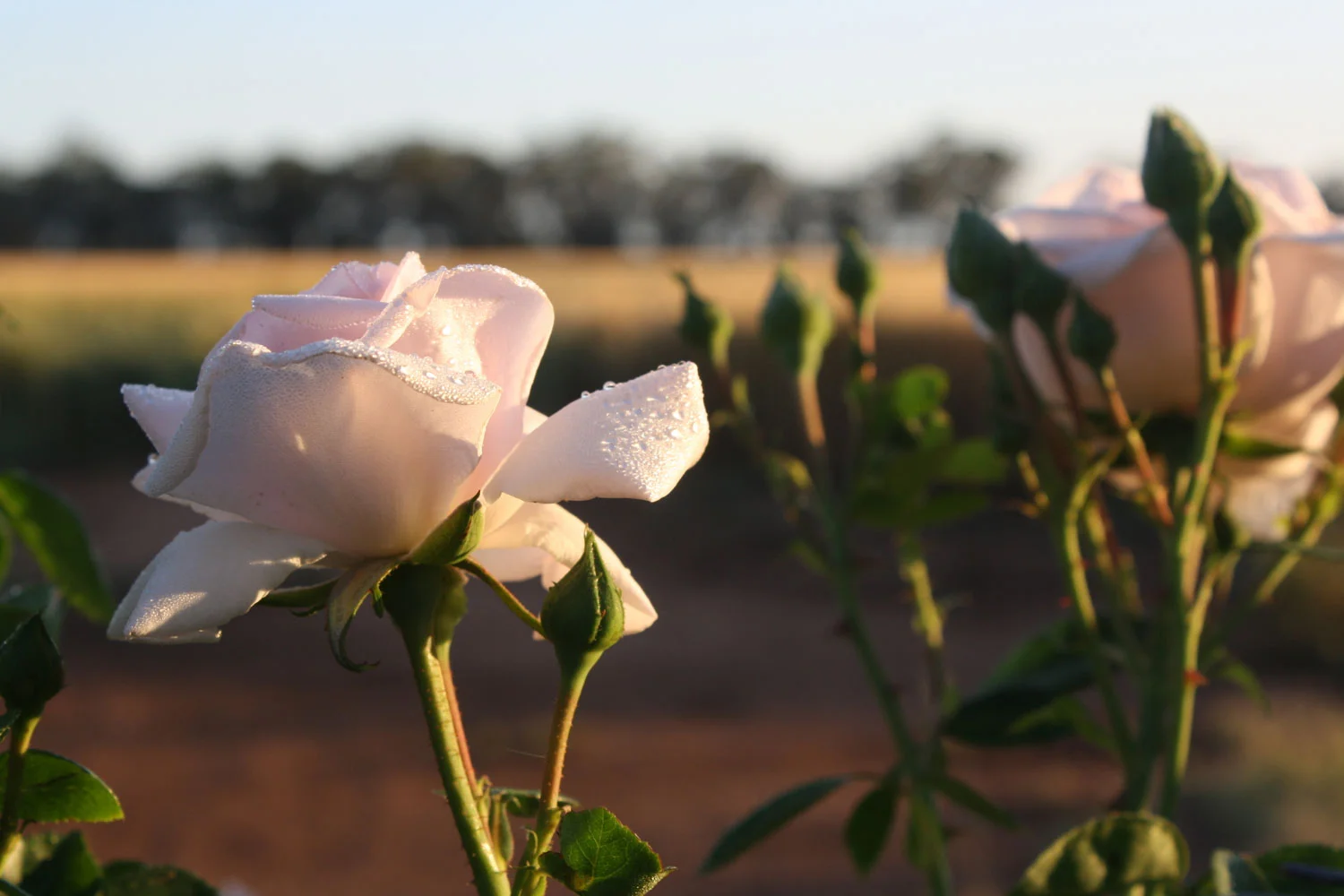 Rosa 'New Dawn'