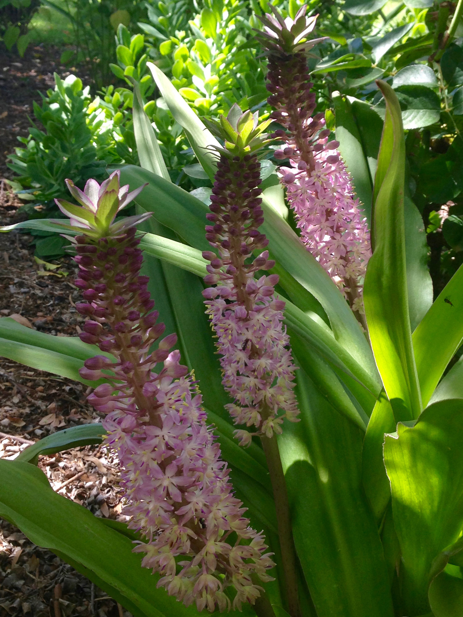Pineapple lily ( Eucomis comosa 'Sparking Burgundy')