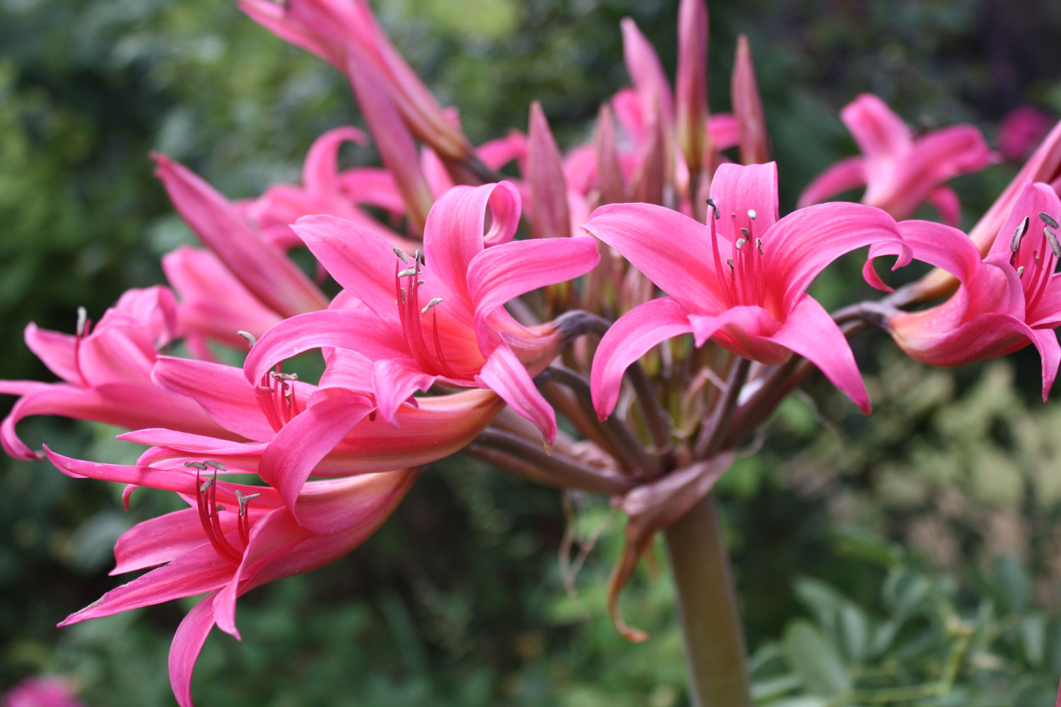 Josephine's Lily (Brunsvigia josephinae)