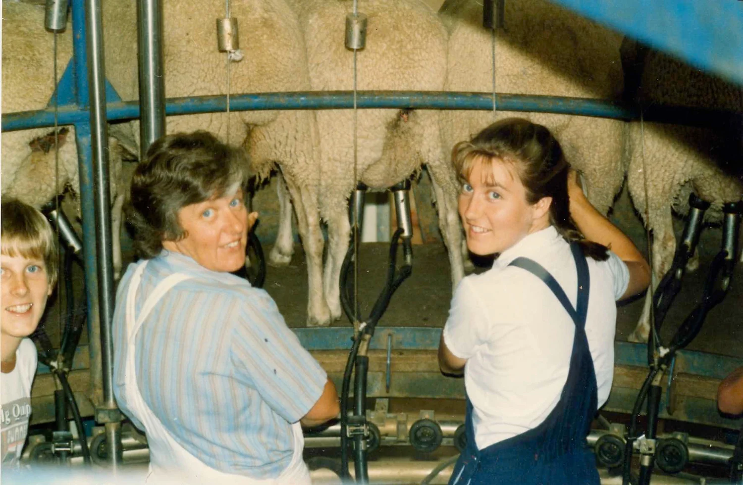 sheep-milking.jpg