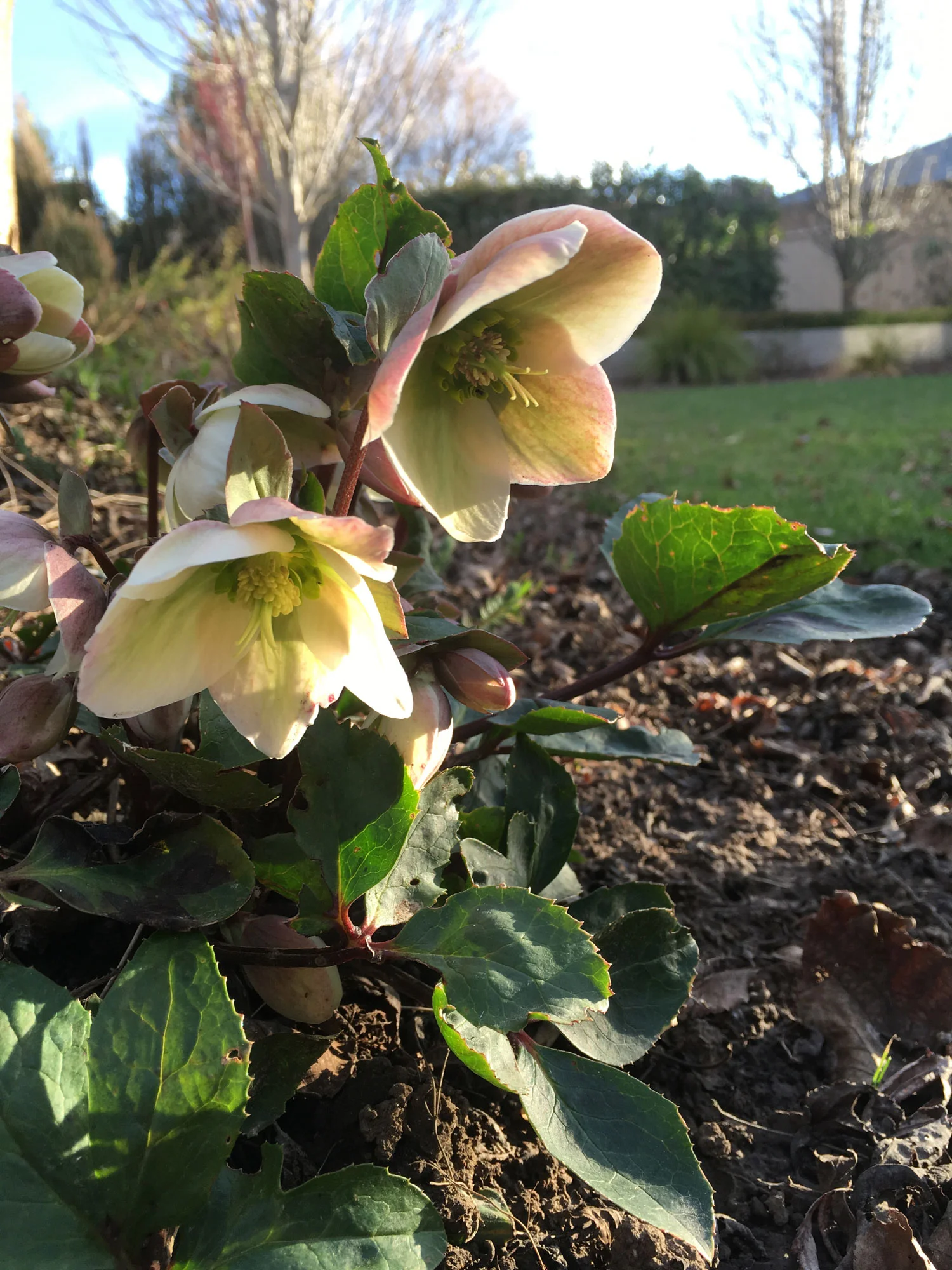 Hellebore 'Ivory Prince'