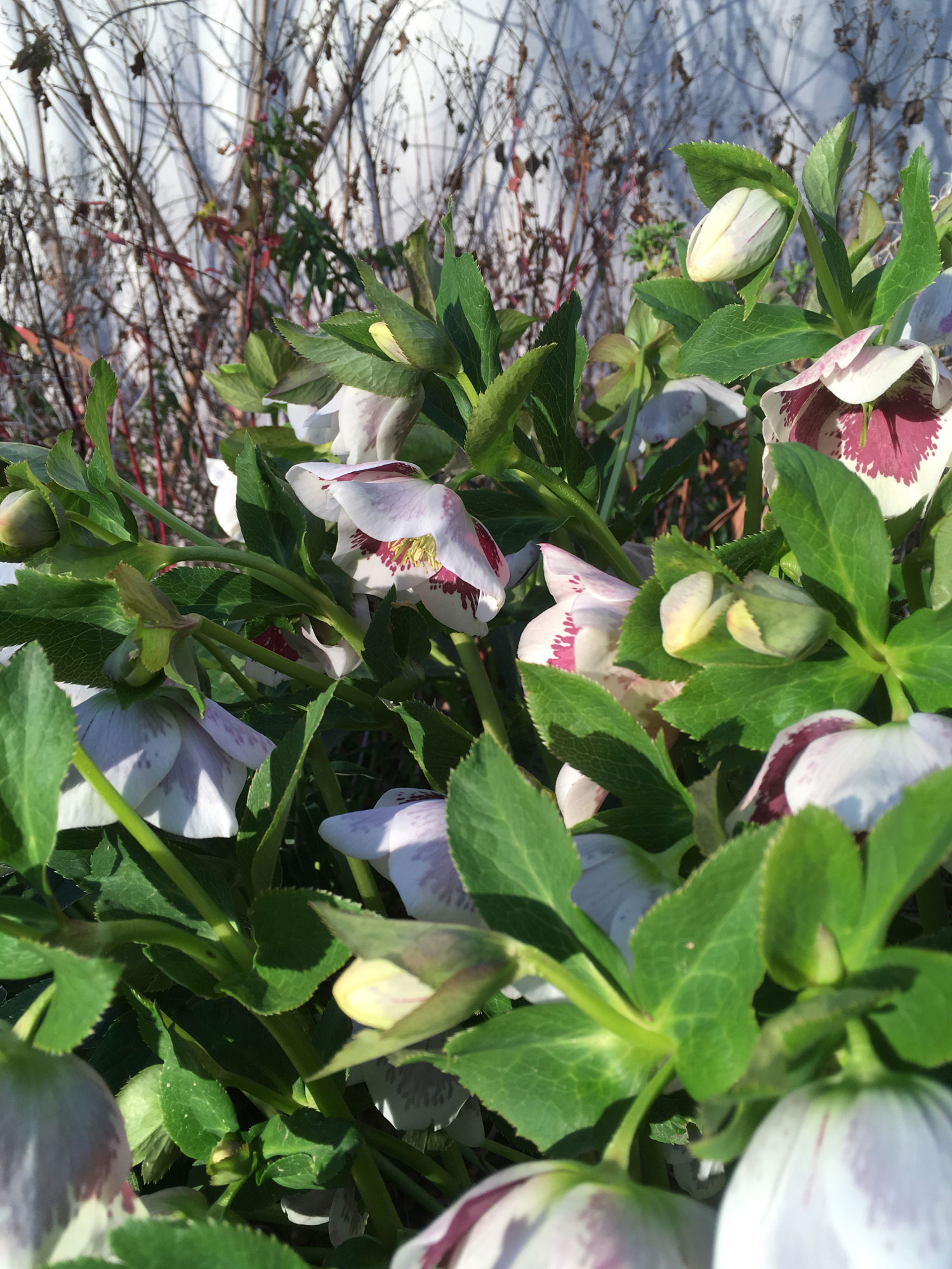Helleborus x hybridus 'White spotted'