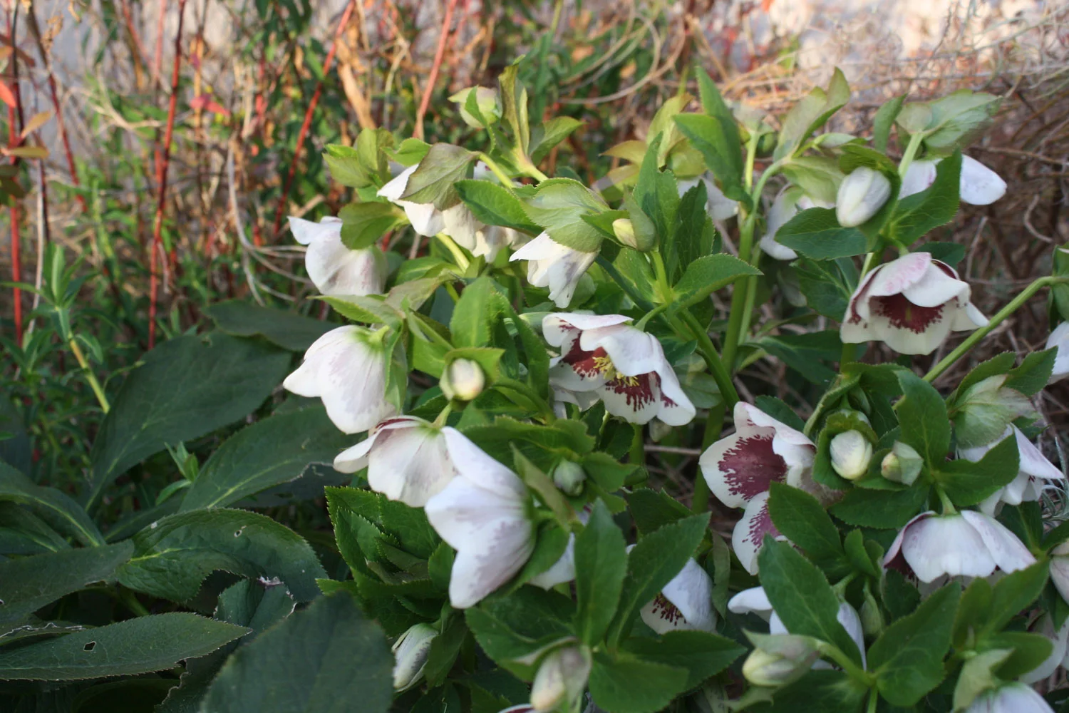 Helleborus x hybridus 'White spotted'