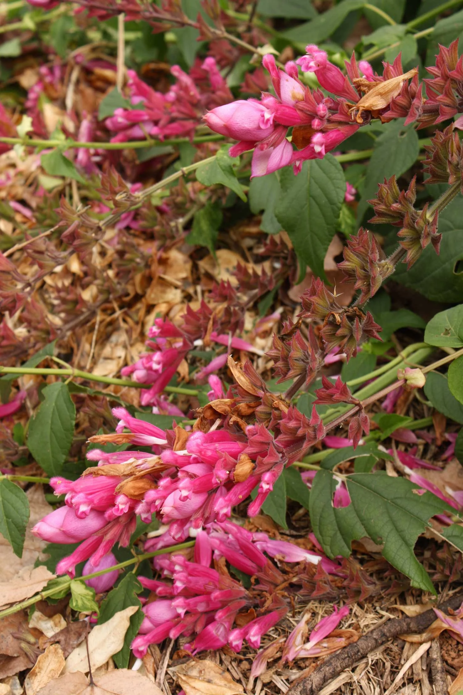 Plant of the month