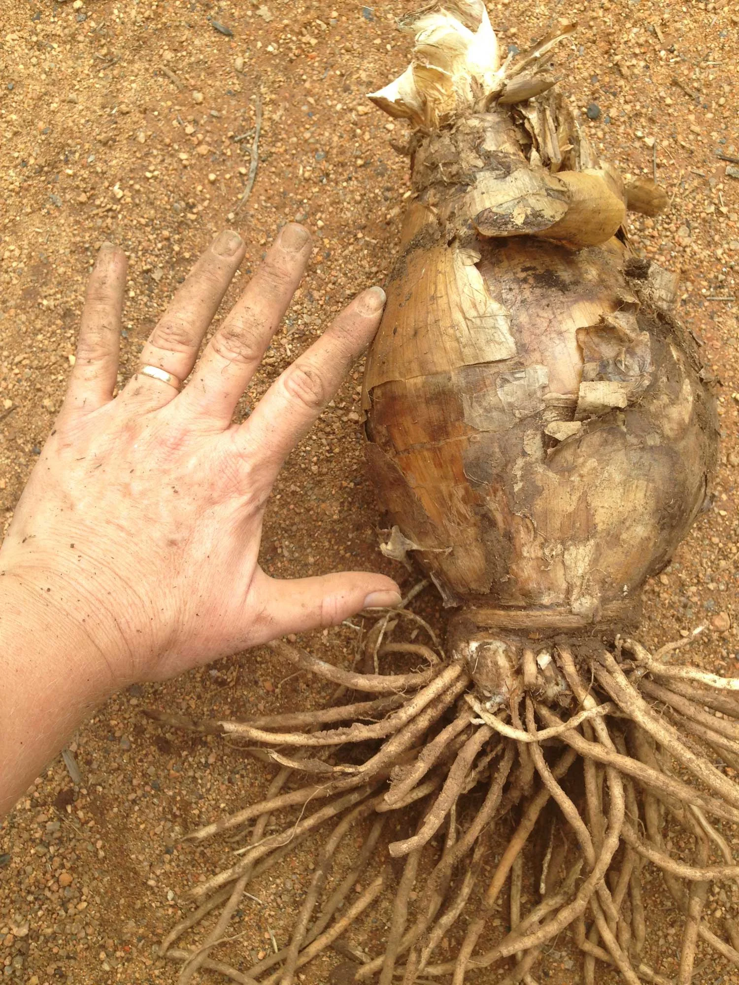 The bold and the beautiful