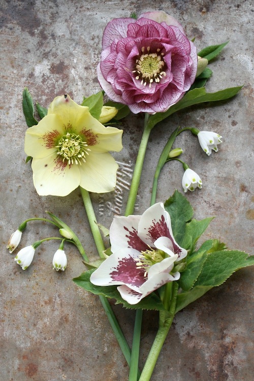 Snowdrops and (winter) roses