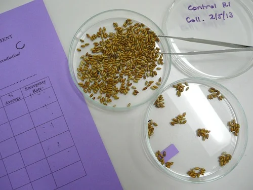 What is your work anyway Bloom?