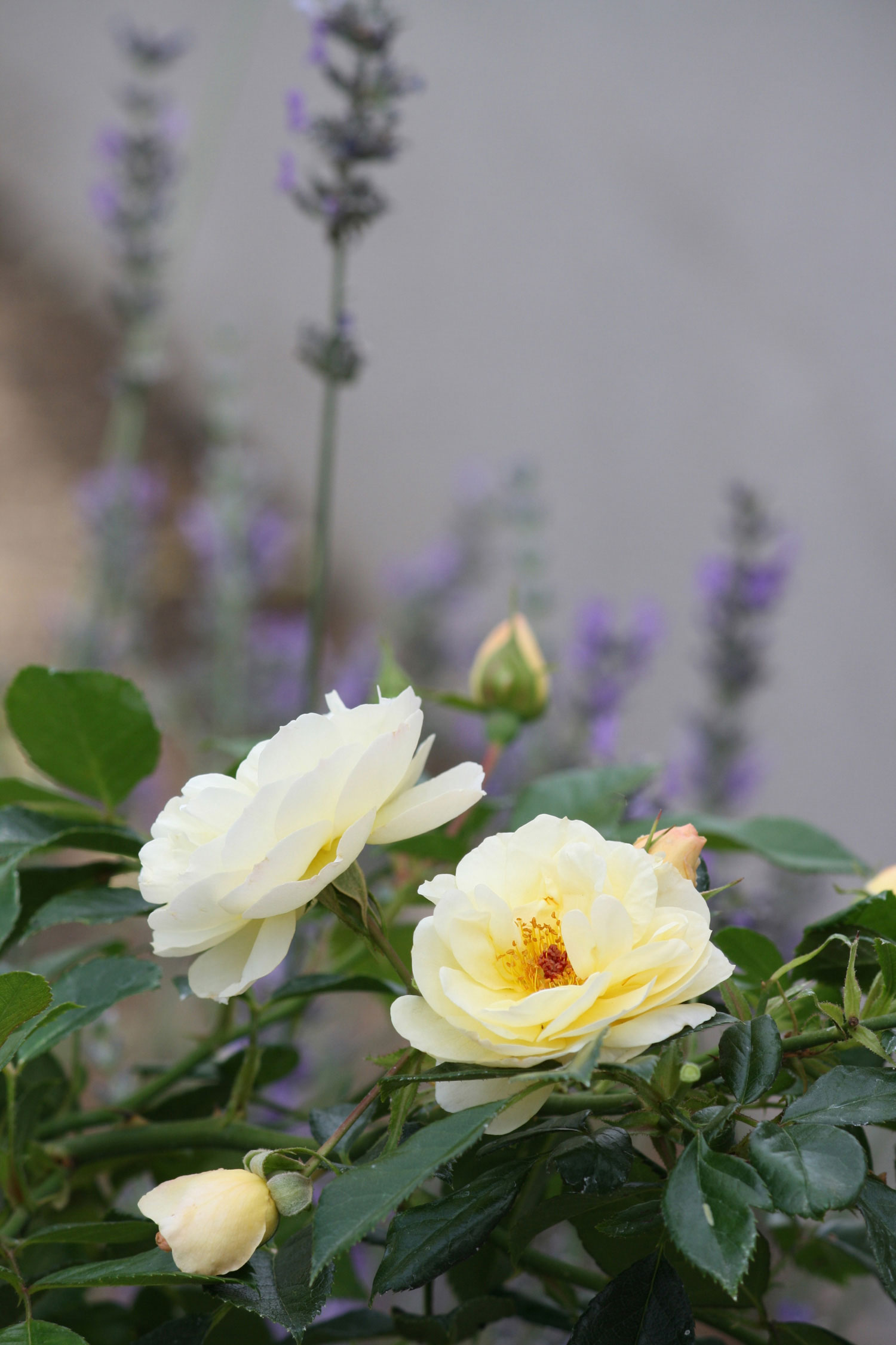 Rosa 'Golden Touch'