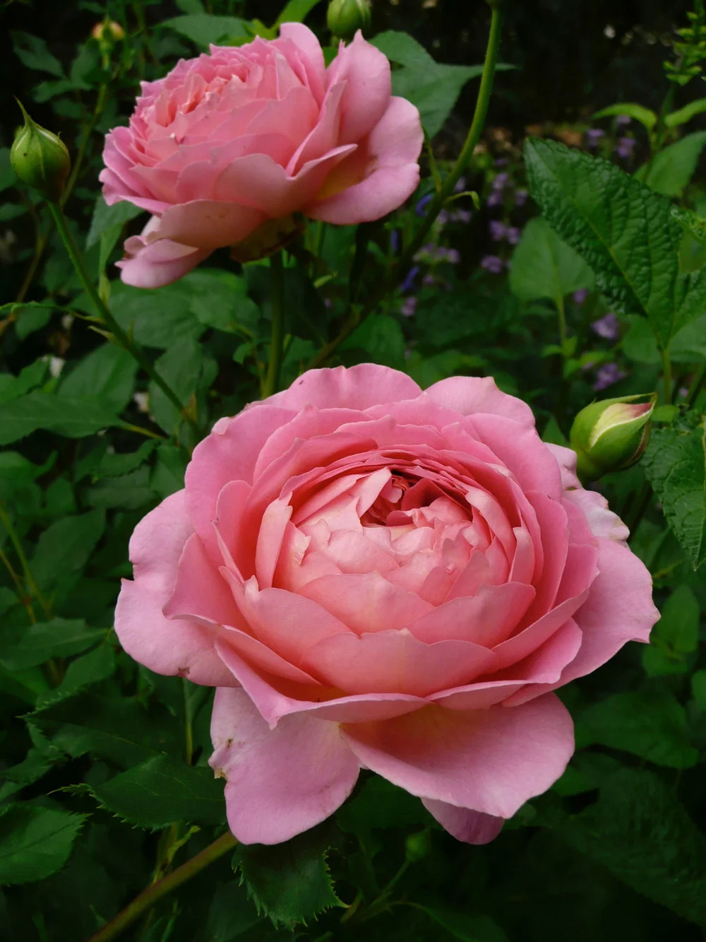 It has been 6 days since my last ... drink? ... no, rose photo!