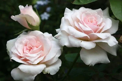 Midsummer roses