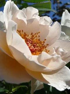 Blooming at the farm