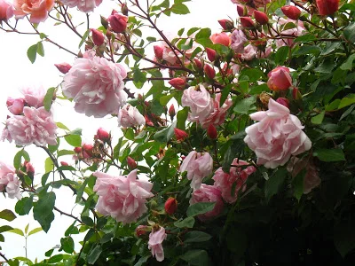 Jan, the Rose Genius!