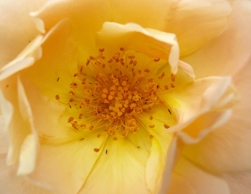 Simple beauty, nothing more to be said!