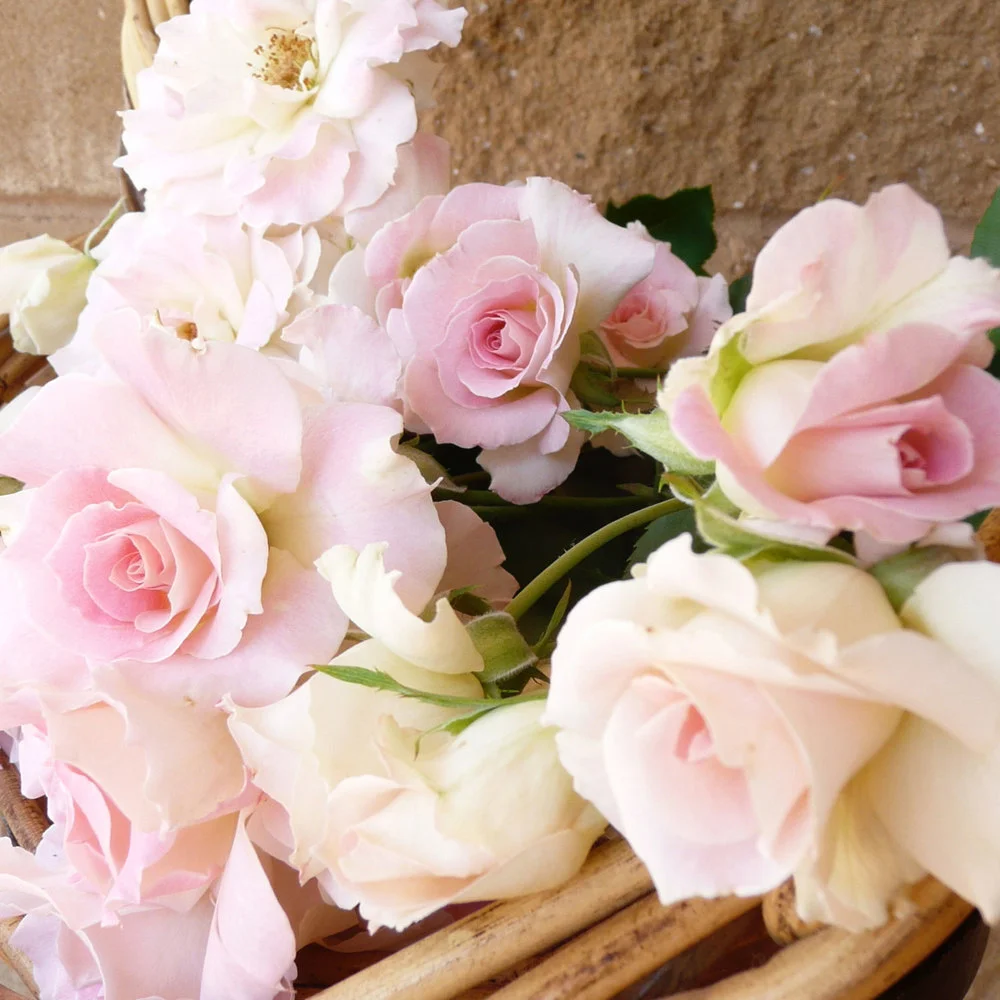 What girl wouldn't be seduced by these?