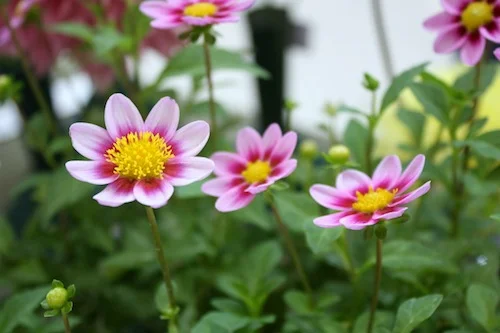 Dahlias and a discount