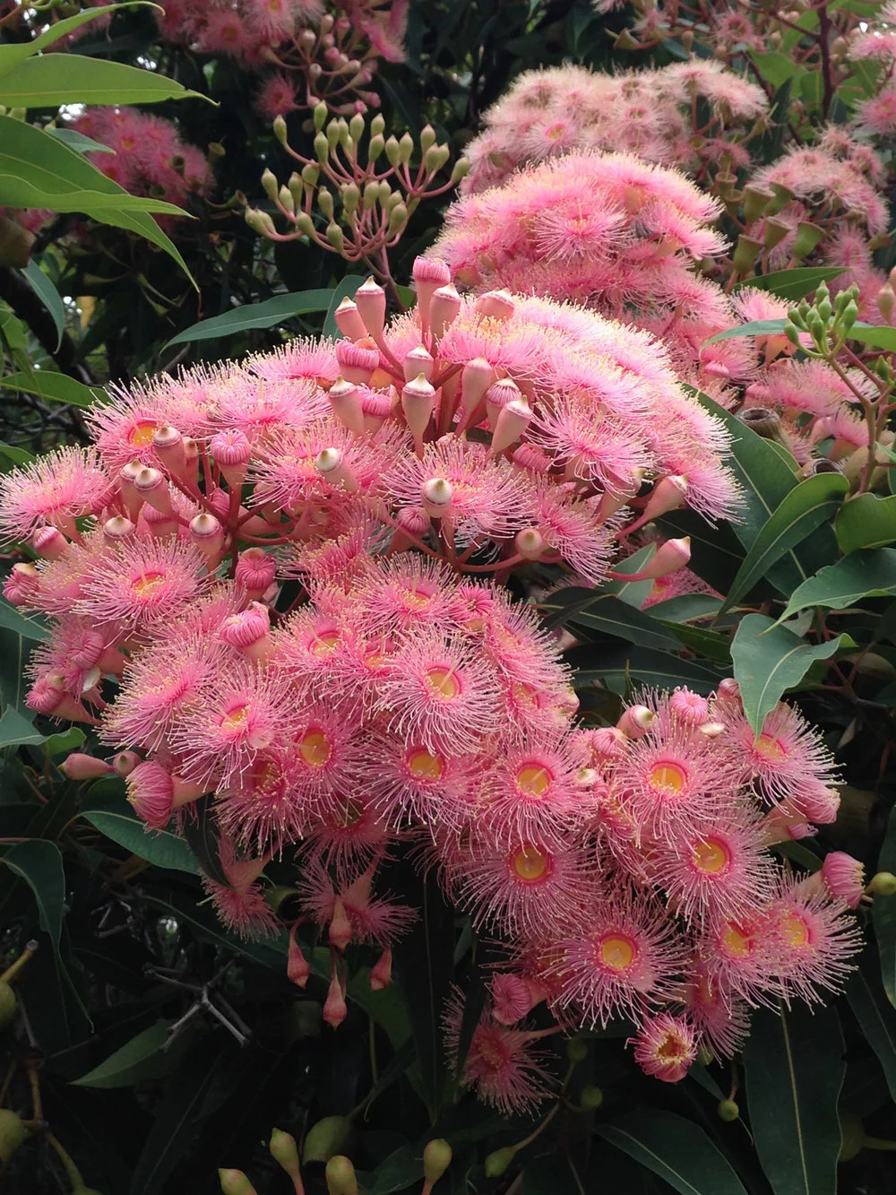 Show me your corymbia!