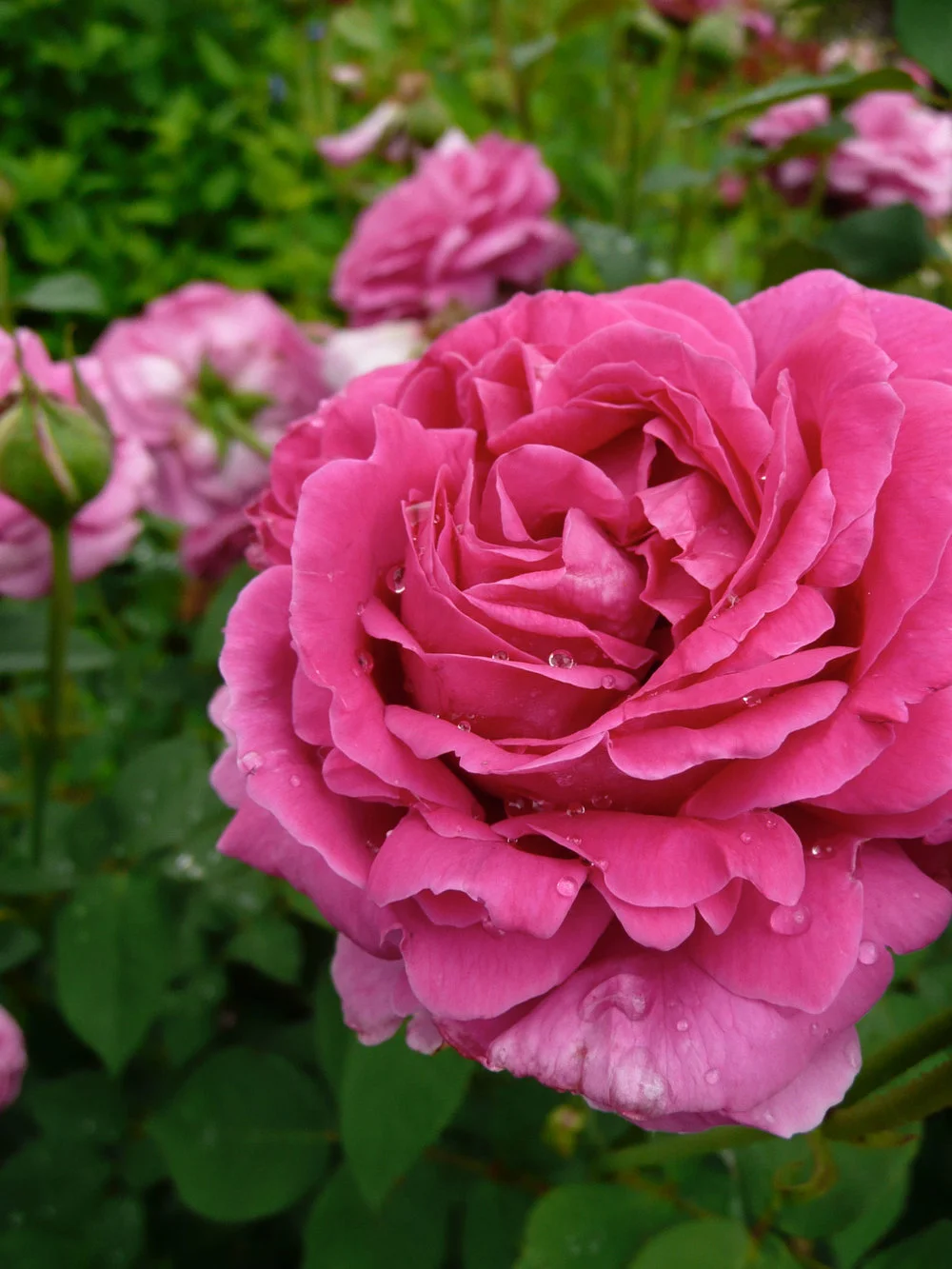 A 150 year old rose?