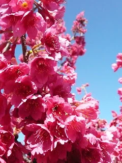 Cheerful pink amidst the winter gloom