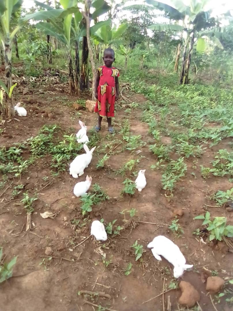 Angel farm rabbi.jpg