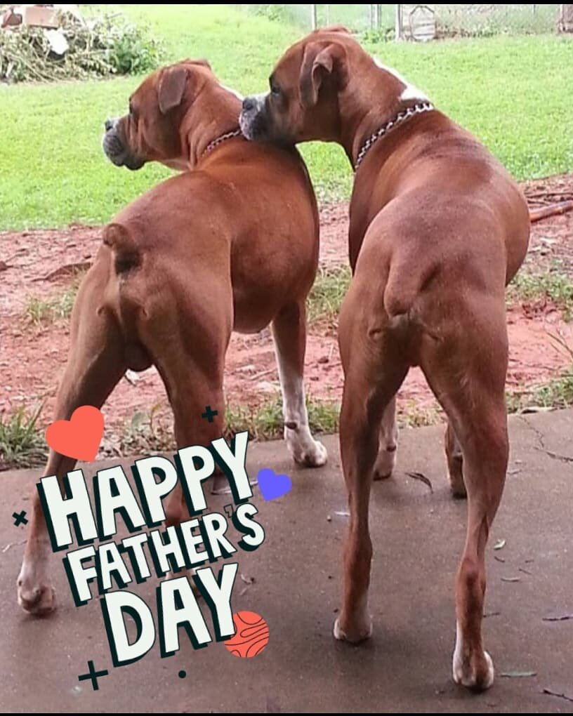 Wishing all the dads (pet and human) a very Happy Father's Day!
Pictured is Nibs resting his head on his dad, Butters' shoulder.