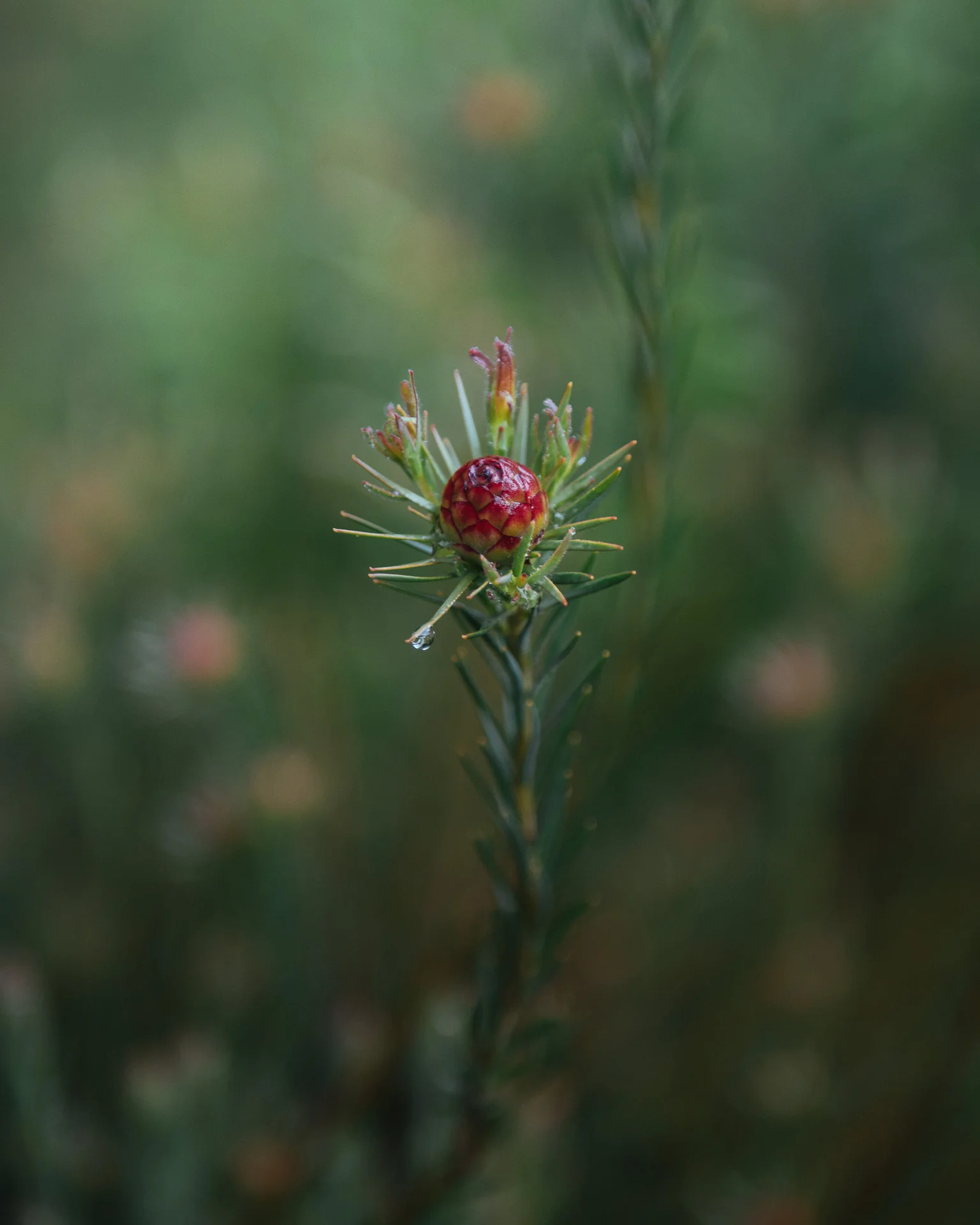 DSC_1102.jpg