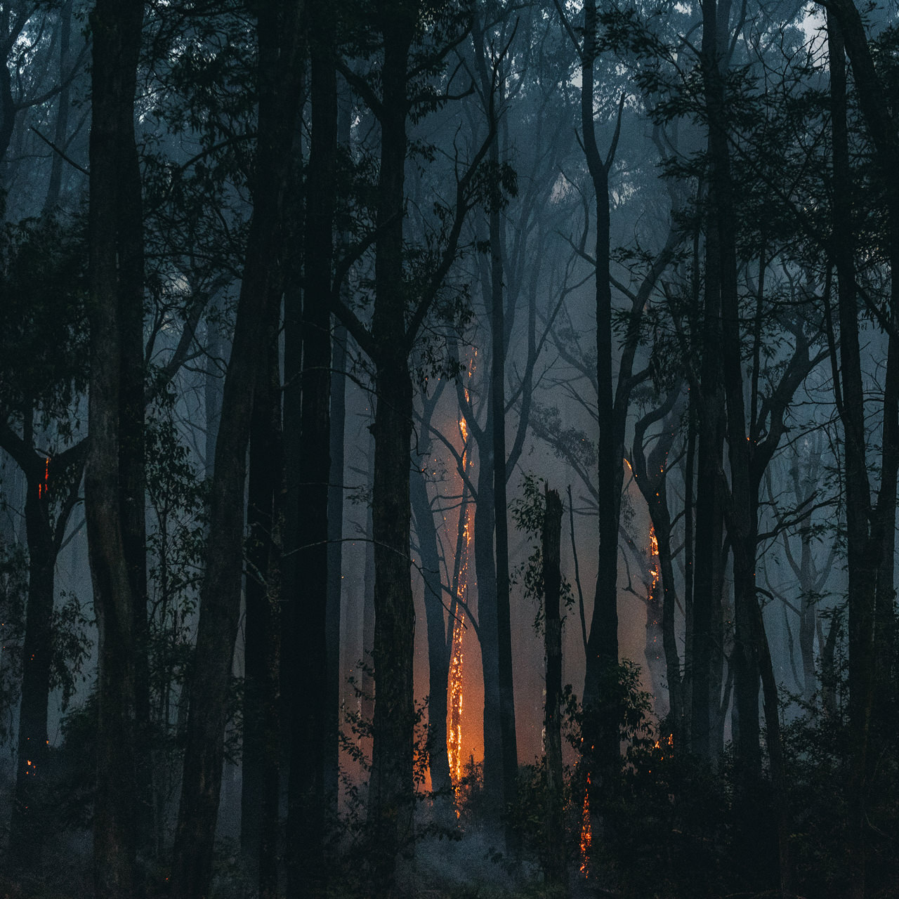 Dandenong Ranges 002 Jaccob McKay.jpg