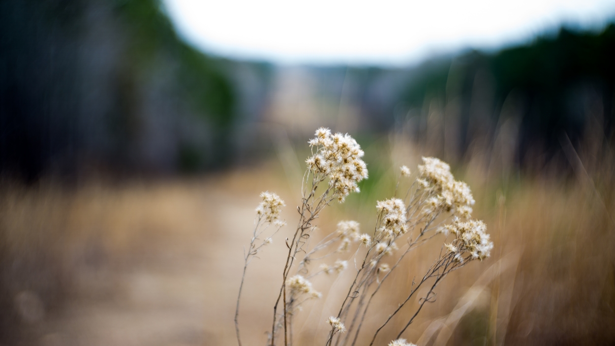 Outdoor Spotlight: Louise Kreher Ecology Preserve