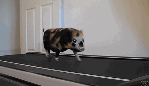 These Animals on Treadmills are the Workout Motivation You Didn’t Know You Needed