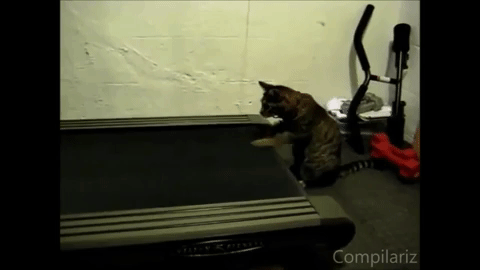 giphy-4.gif