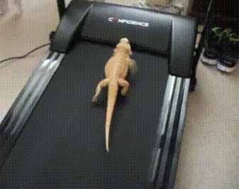 lizard.gif