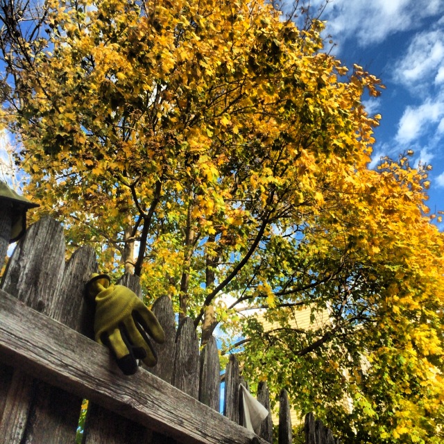 Tree Of Life