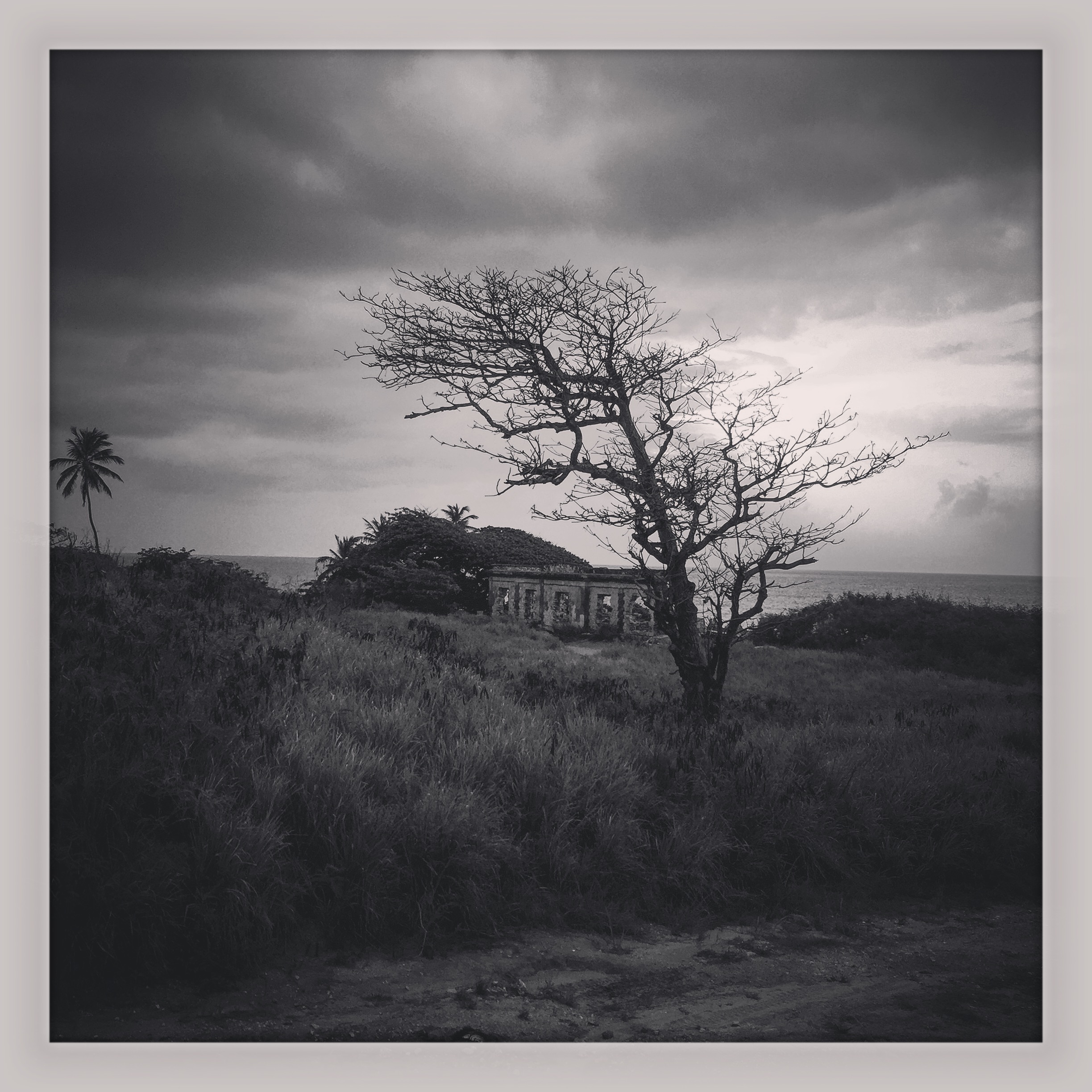 Arbol