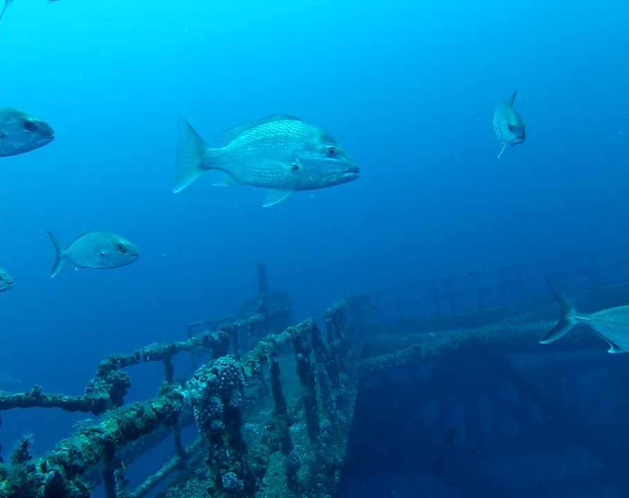 Photo credit: Center for Sportfish Science & Conservation