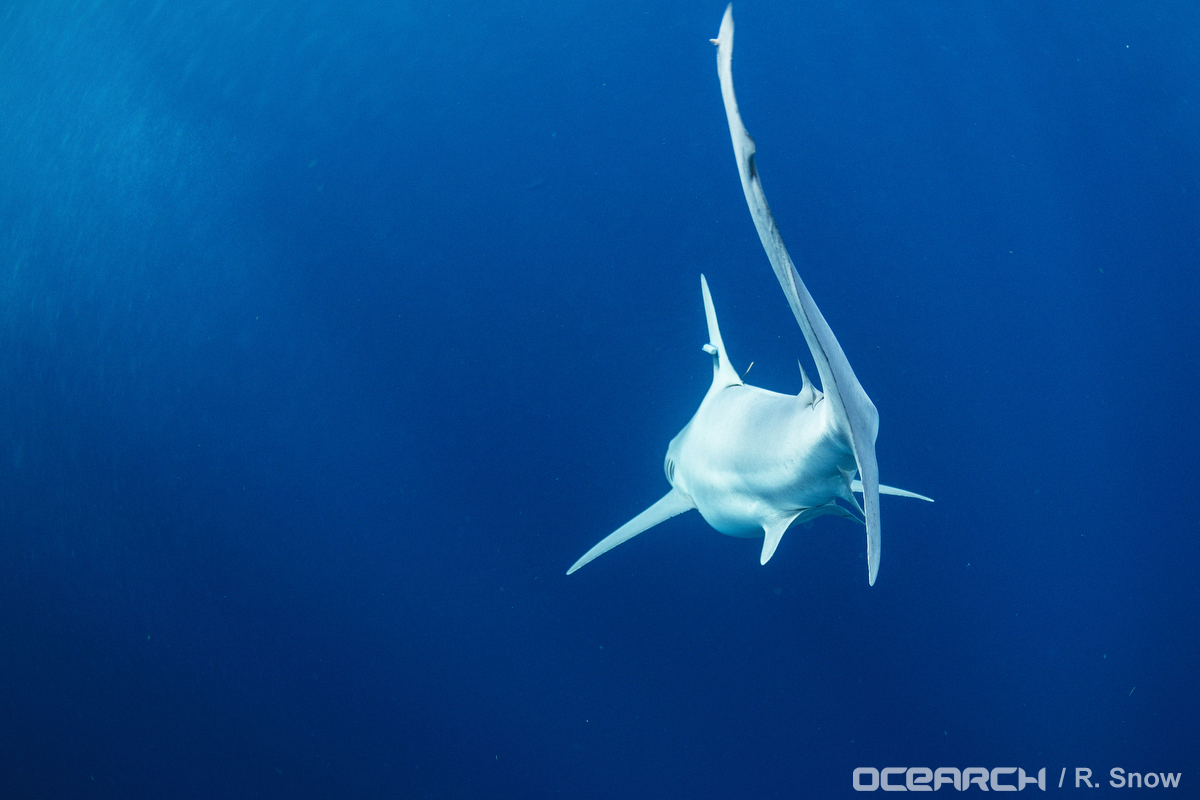 11102015_OCEARCH_Gulf_1709.JPG