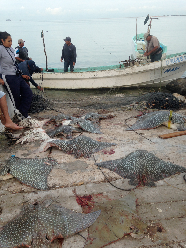 Documenting catch of a seasonal artisanal fishery for Spotted Eagle Rays and Cownose Rays in Campeche, MX.