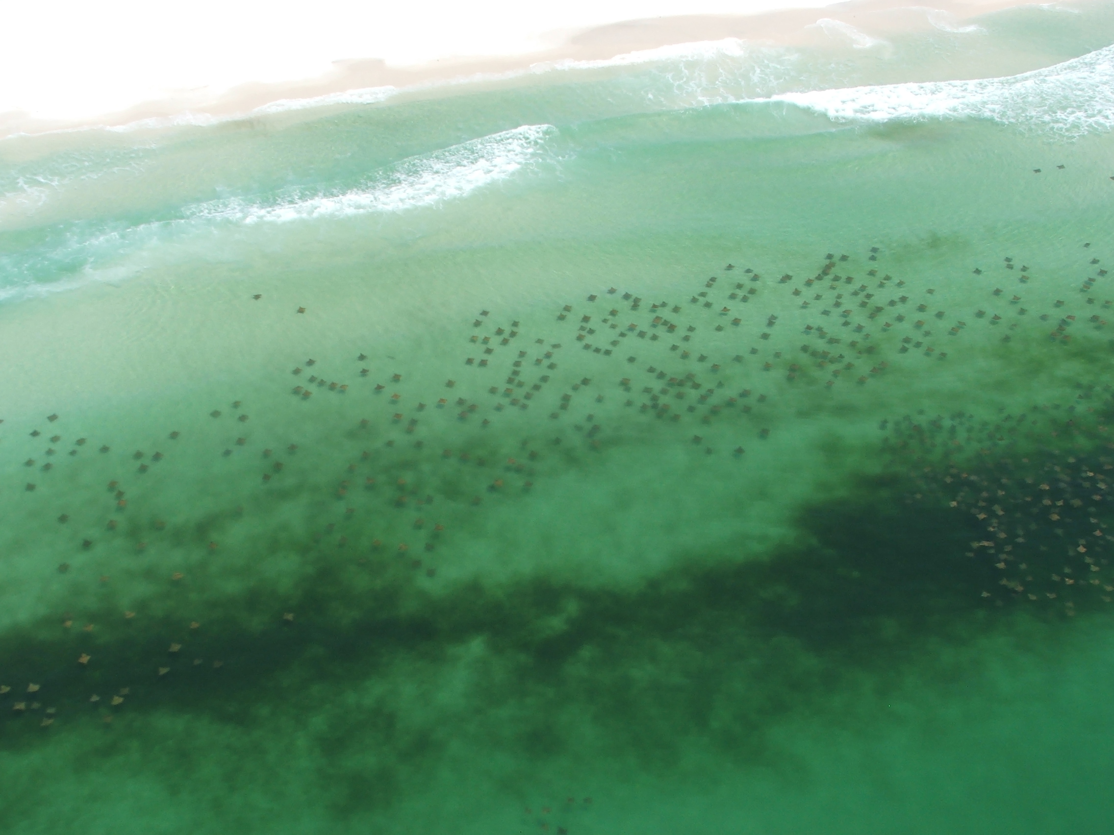 A large school of cownose rays moving along the shoals of coastal Alabama (ca. May 2010, Y. Hintz)