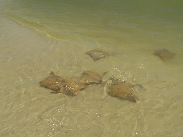 A school of cownose rays foraging along a shallow sandflat