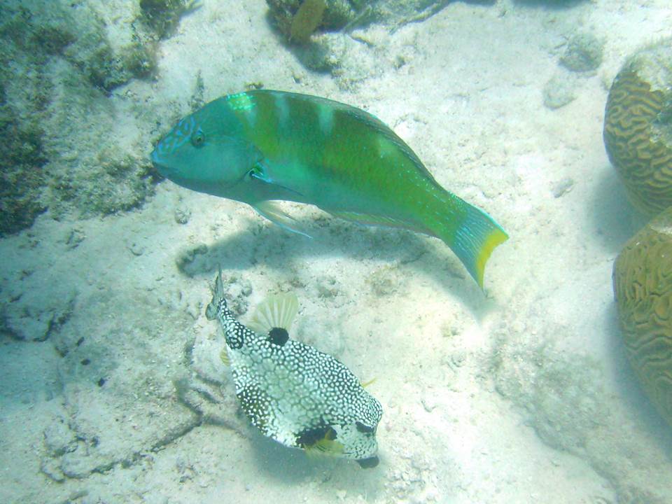 A Puddingwife wrasse (above) follows an actively foraging Smooth Trunkfish (below)as it excavates prey with water jetting.