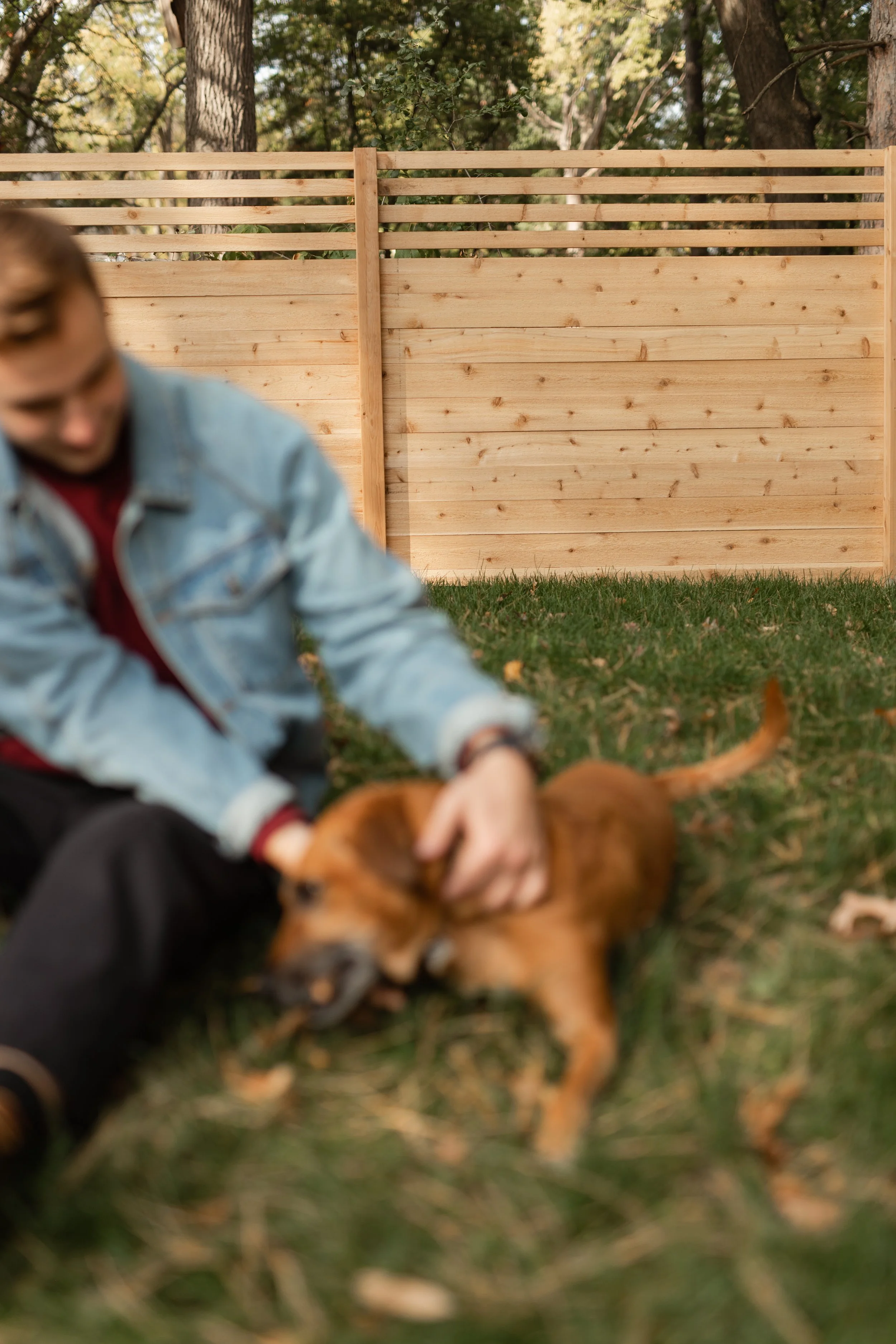 Person wearing a denim jacket playing with a brown dog on grass, with a wooden fence and trees in the background.