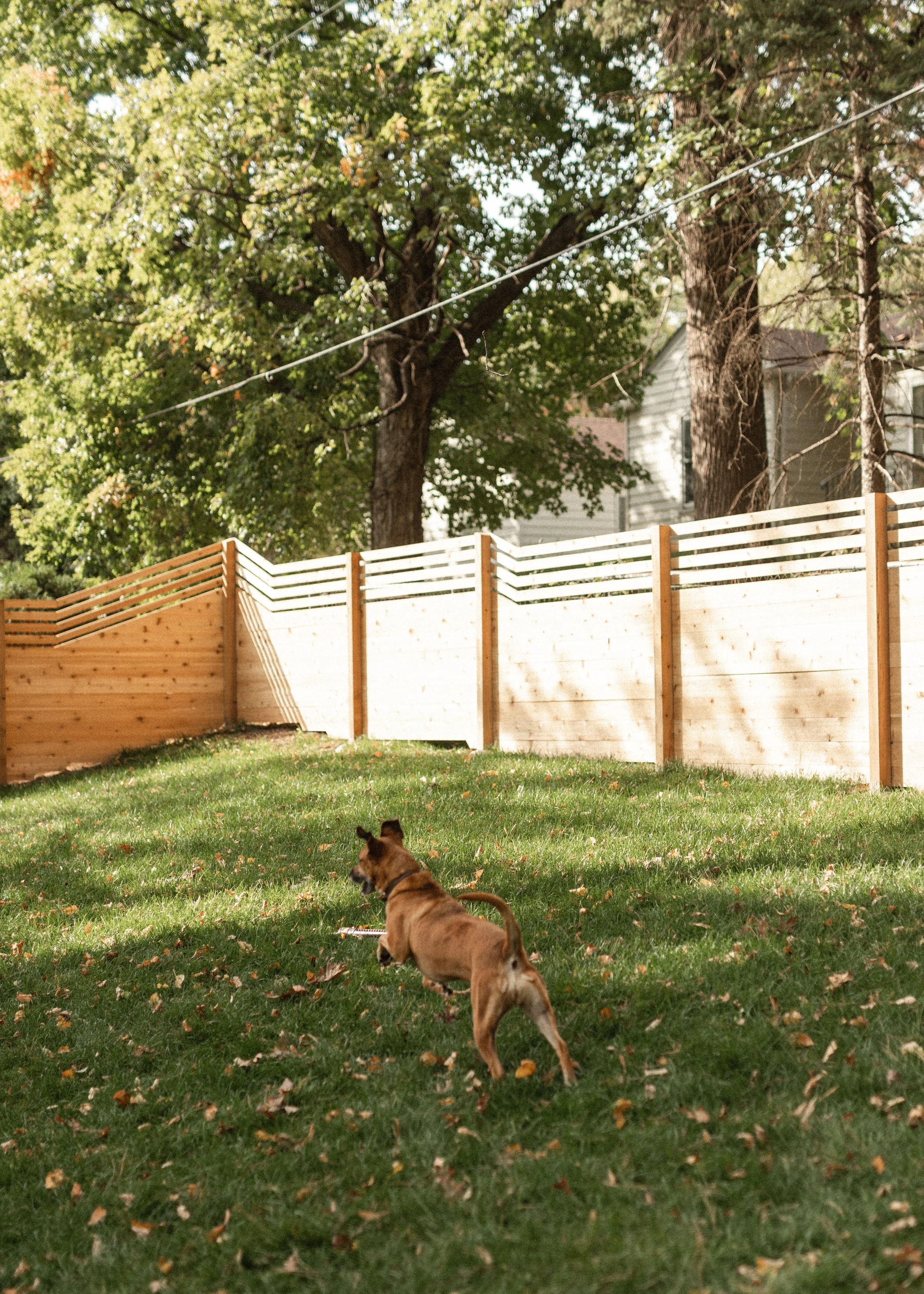A brown dog with pointy ears walking on a green lawn with fallen leaves, in front of a white wooden fence, with trees and a house in the background.