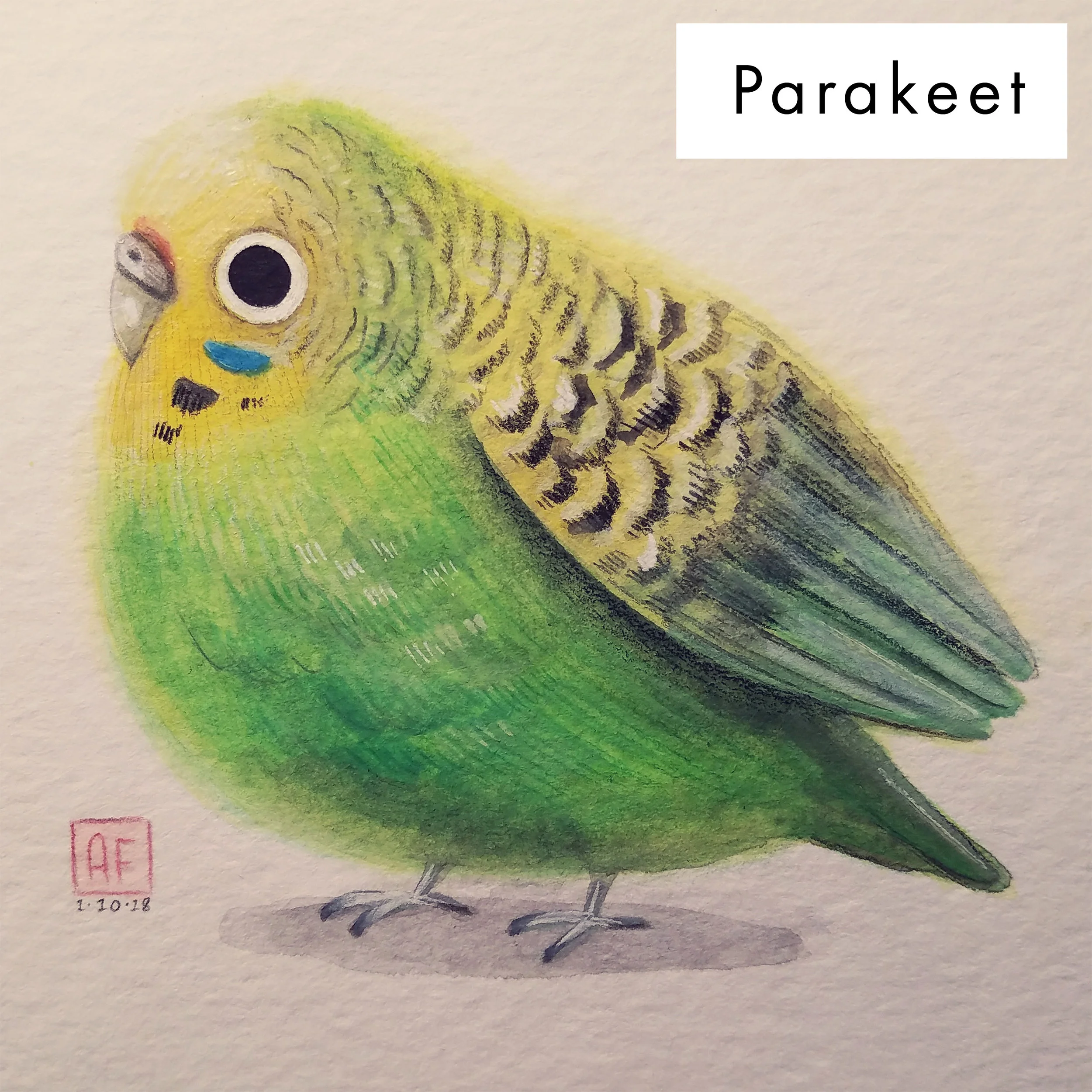 parakeetweb.jpg