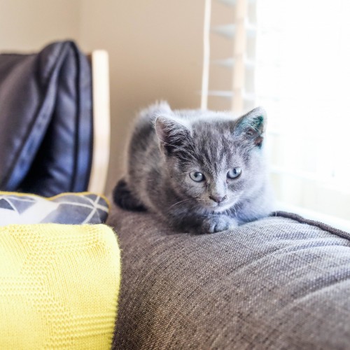 frankie (1 of 1)