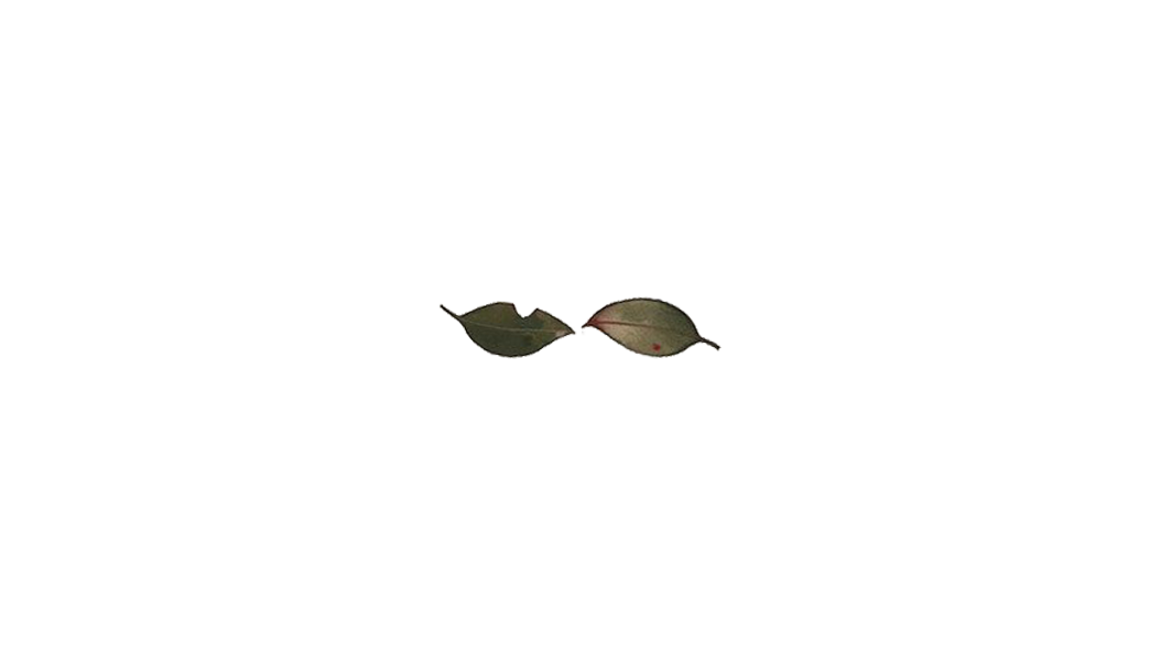 Leaf7.png